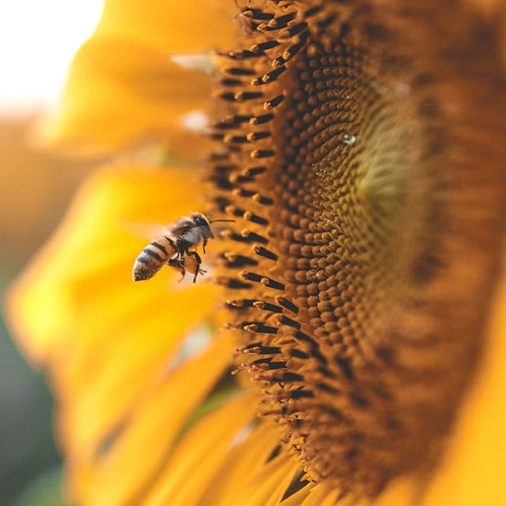 The importance of insects in our daily life - Senssia